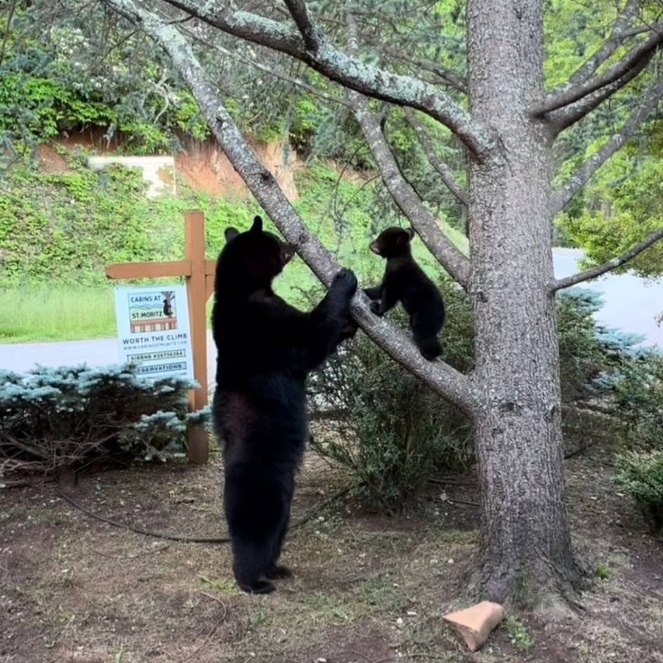 Black bears climbing a tree near Cabins at St. Moritz