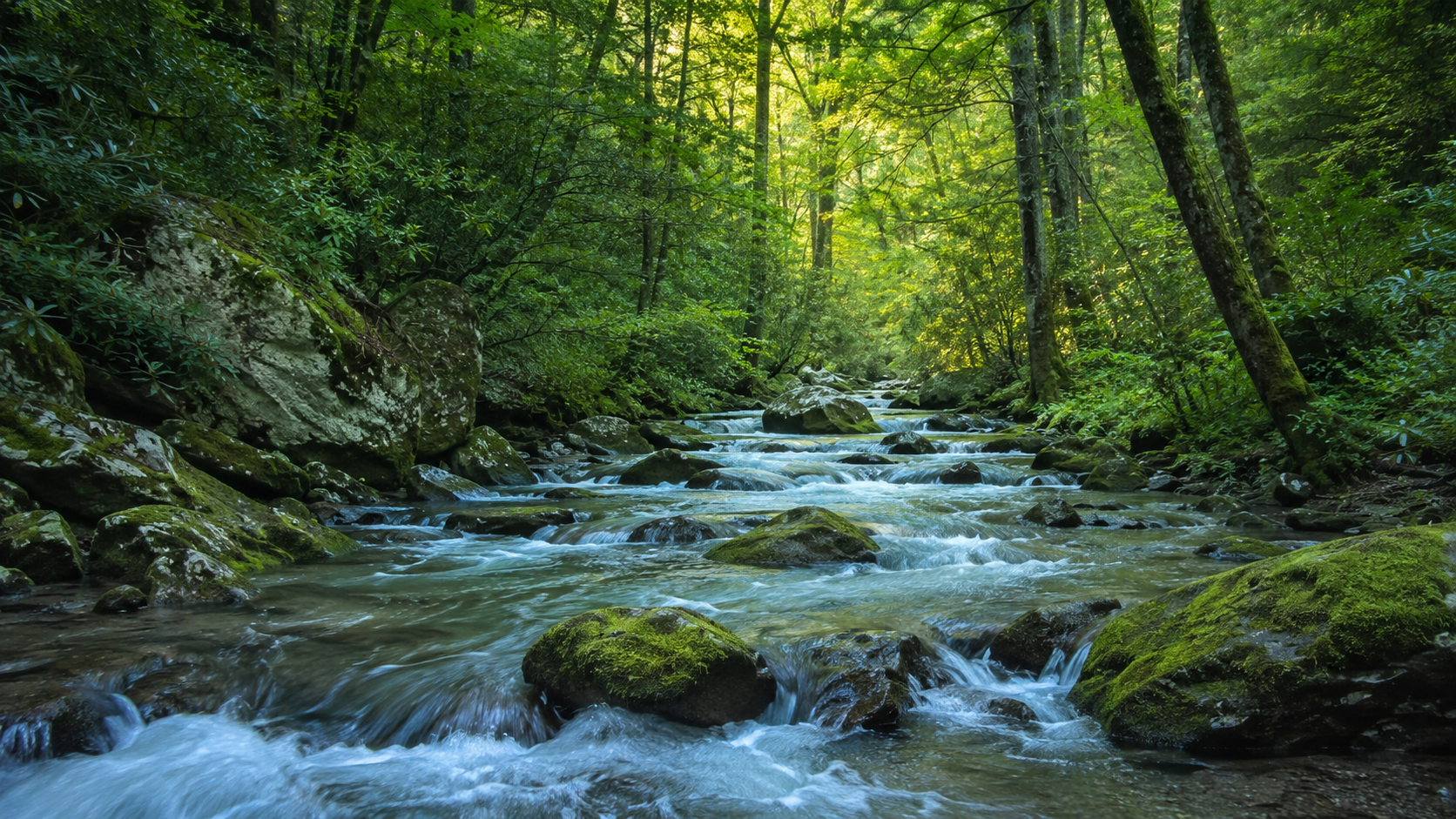 Forest stream habitat in the Smoky Mountains